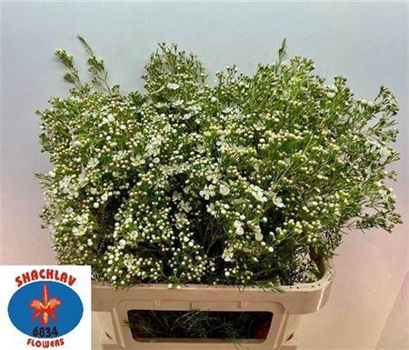 <h4>Chame Un Jupiter White 80cm</h4>