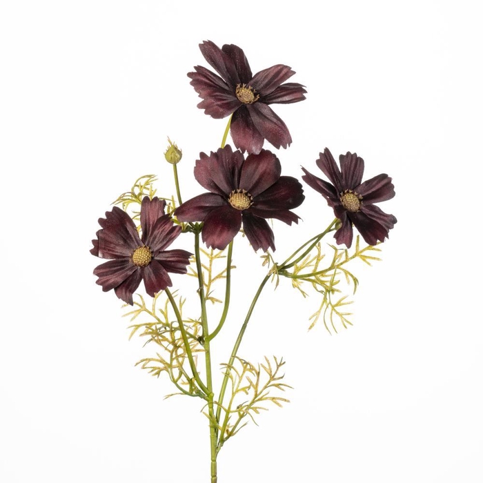 <h4>AF Cosmos x4 L60cm aubergine</h4>