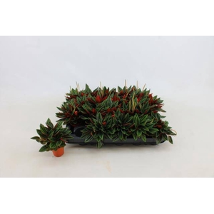 PEPEROMIA ROSSO P5.5
