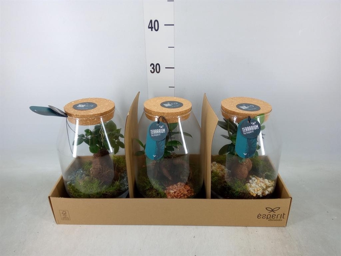 <h4>Arr. Planten H%</h4>