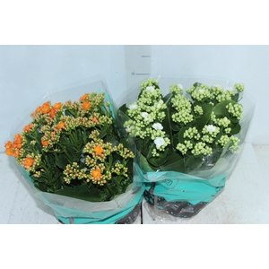 KALANCHOE DOBRADO C21