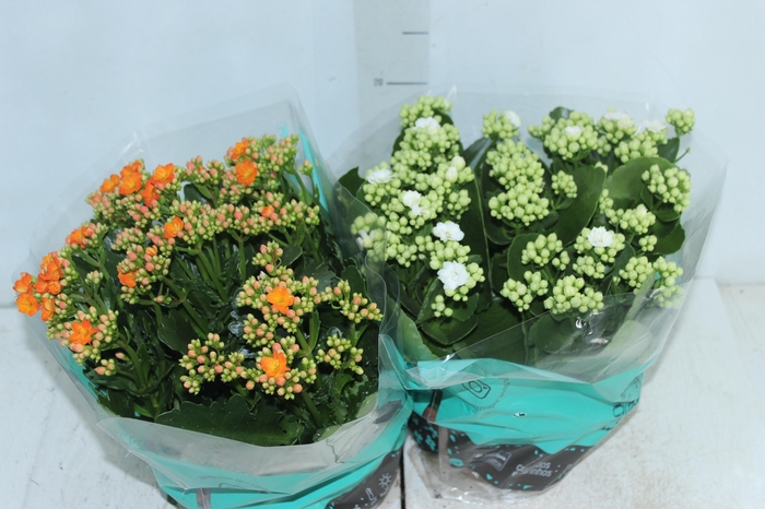 <h4>KALANCHOE DOBRADO C21</h4>