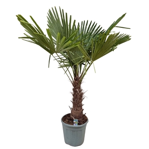 Trachycarpus fortunei