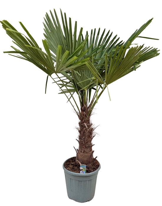 <h4>Trachycarpus fortunei</h4>