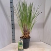 Cortaderia selloana