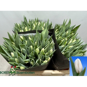 TU EN LANKA