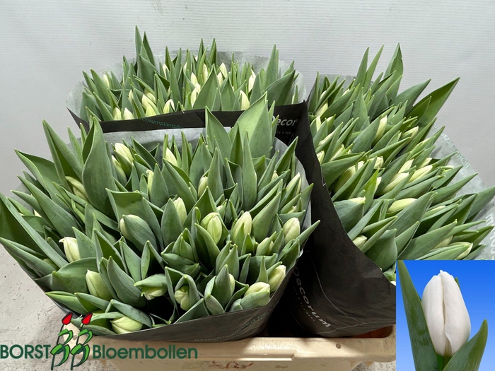 <h4>TU EN LANKA</h4>