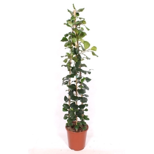 Ficus Trinova