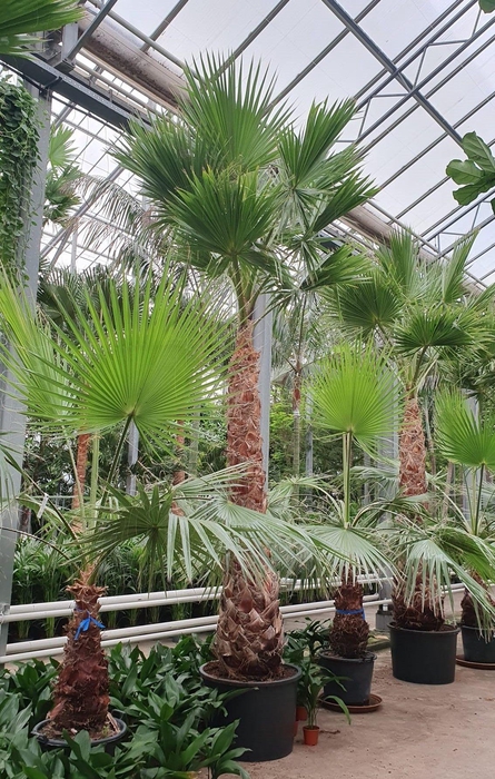 <h4>Washingtonia robusta</h4>