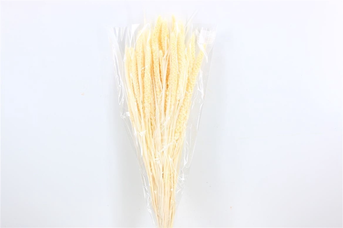 Dried Setaria Italica Bleached Bunch