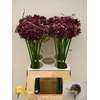 Allium Purple Mystery