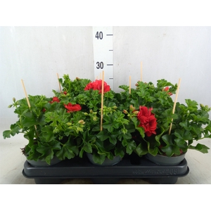 Pelargonium pelt.   ...