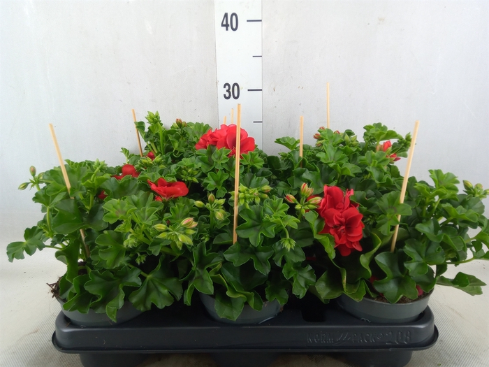 <h4>Pelargonium pelt.   ...</h4>