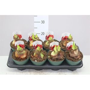 Hippeastrum Diamond Amorita Danu 3 Steel Dark Red