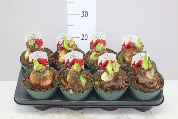 <h4>Hippeastrum Diamond Amorita Danu 3 Steel Dark Red</h4>