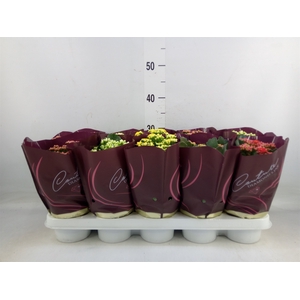 Kalanchoe blos.   ..rosebud mix