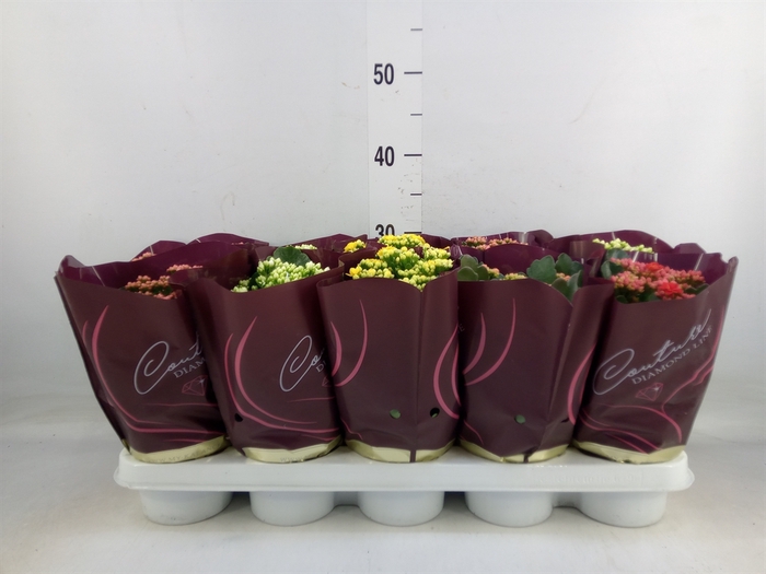 <h4>Kalanchoe blos.   ..rosebud mix</h4>