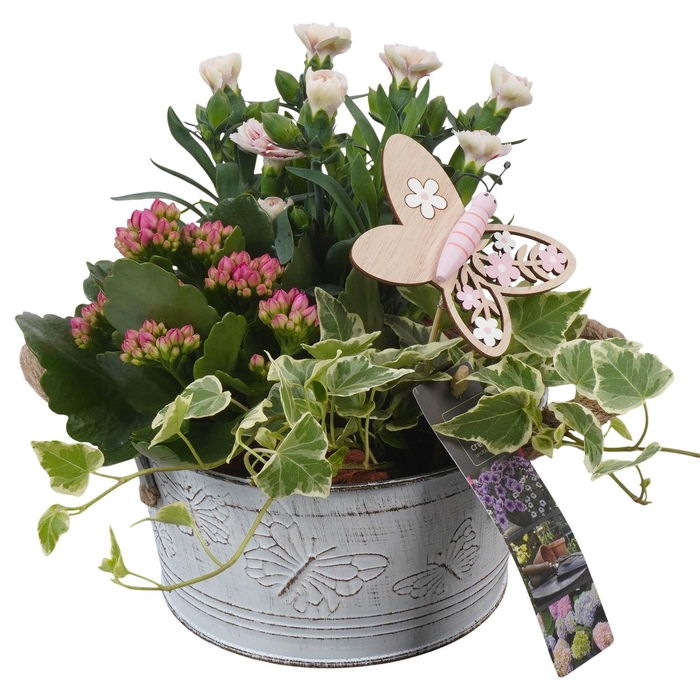<h4>PTPP6812 Arrangement Patio in metalen bak</h4>