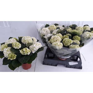 HYDR M CRYSTAL PALAC