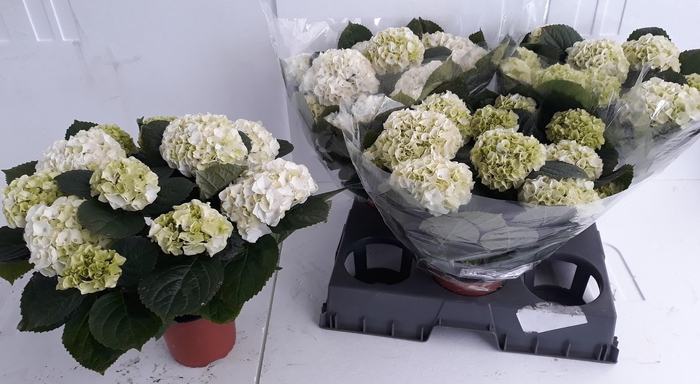 <h4>HYDR M CRYSTAL PALAC</h4>