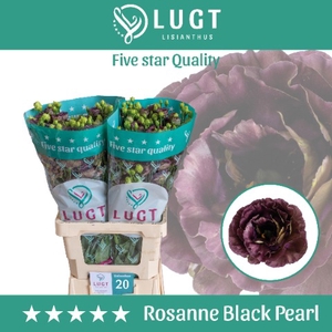 Lisianthus Rosanne Black Pearl