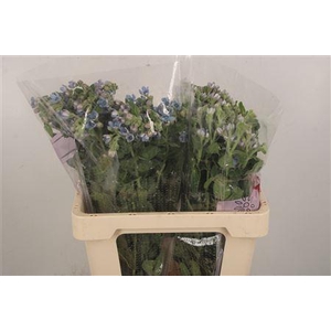 Oxypetalum Tan Pur Blue