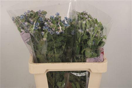 <h4>Oxypetalum Tan Pur Blue</h4>