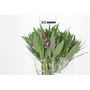 ALSTROEMERIA XANADU 080 CM ROXO