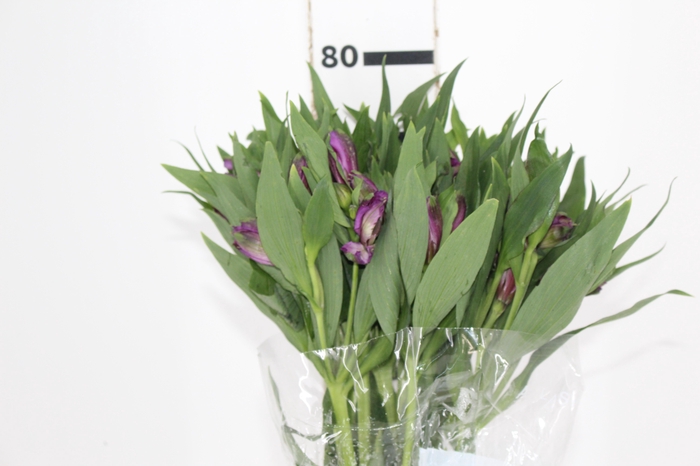 <h4>ALSTROEMERIA XANADU 080 CM ROXO</h4>