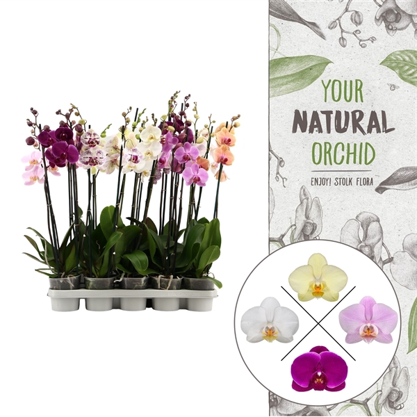 <h4>Your Natural Orchid | Budget Mix | Phalaenopsis 2 spike</h4>