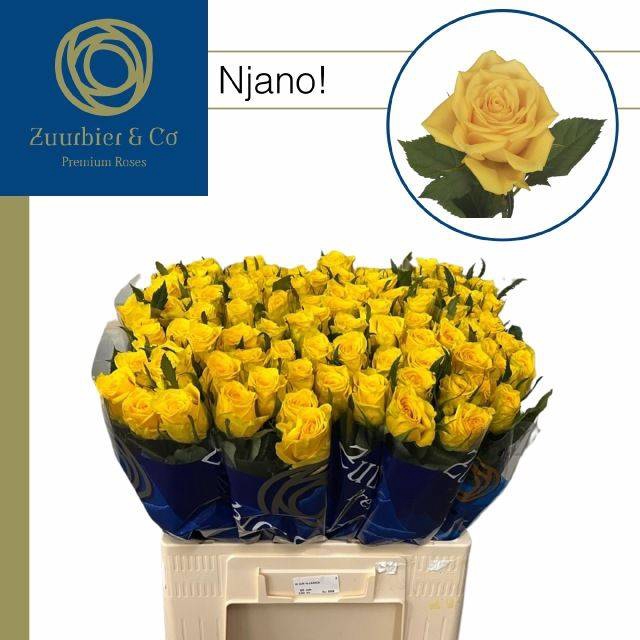 <h4>R GR NJANO!</h4>