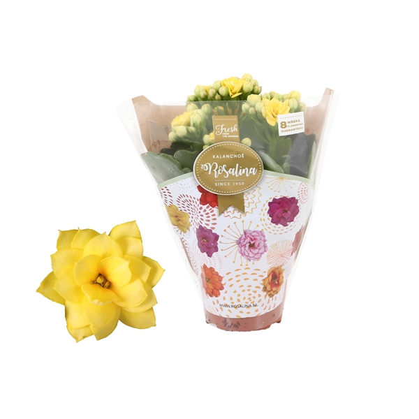 <h4>Kalanchoe Rosalina 06cm Don Amarillo geel</h4>