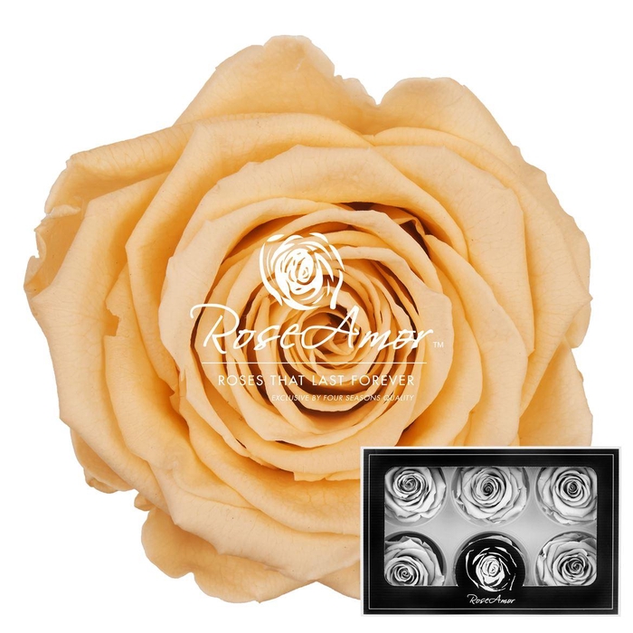 <h4>Lplus Cha99</h4>