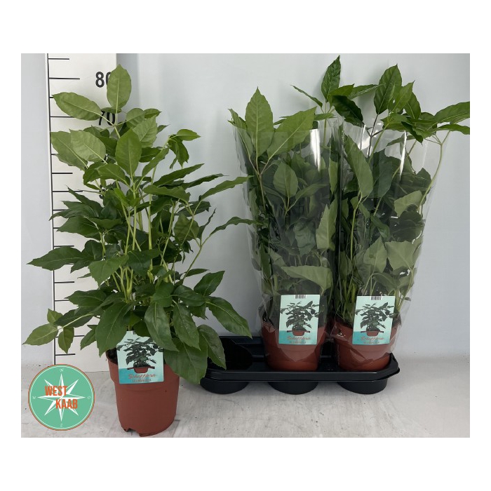 <h4>Schefflera actinonhylla 19Ø 75cm</h4>