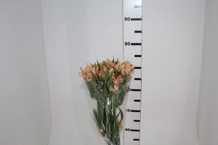 <h4>ALSTROEMERIA CANYON 080 CM</h4>