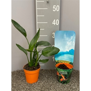 Strelitzia reginae p13 potcover