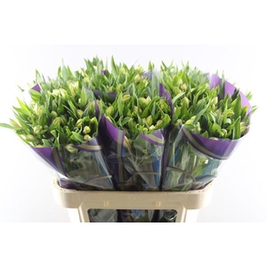 Alstr White Swan (wit)