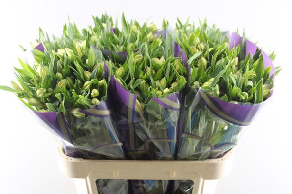 <h4>Alstr White Swan (wit)</h4>