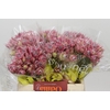 Blushing Bride Pink 2/5 Flowers