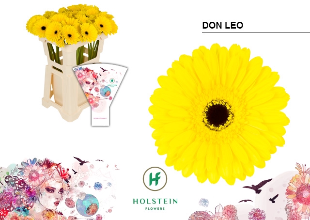 <h4>Gerbera Don Leo Water</h4>