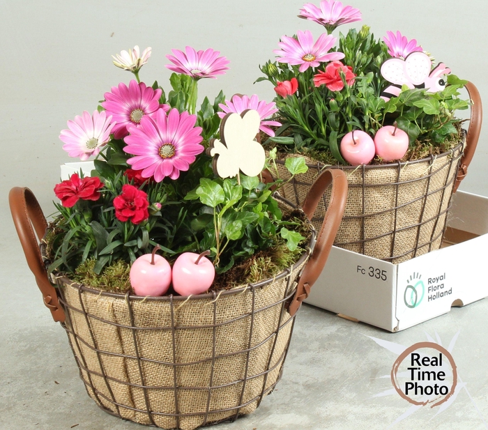 <h4>ARR TUINPLANTEN</h4>