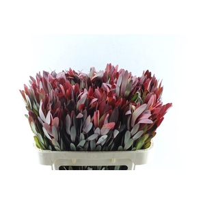 Leucad Saf Sunset Magenta