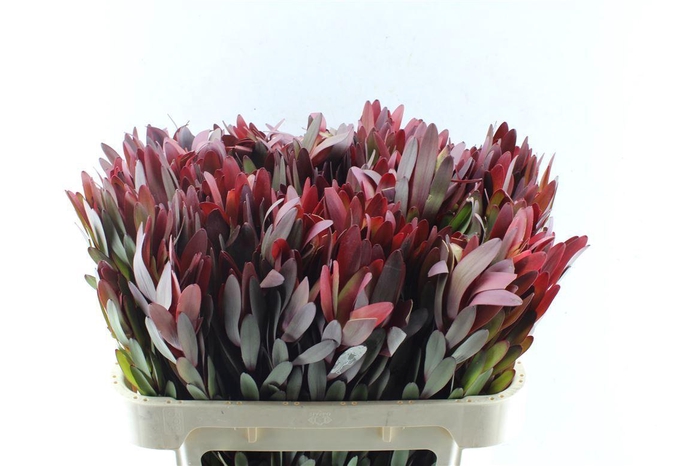 <h4>Leucad Saf Sunset Magenta</h4>