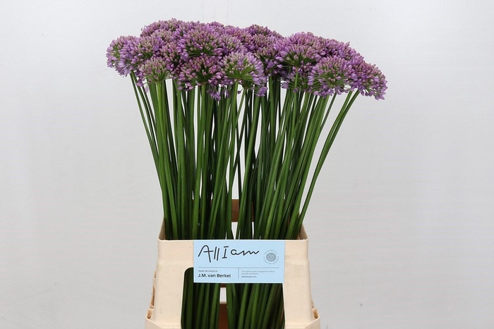 <h4>Allium Senescens</h4>