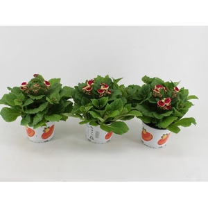 Calceolaria Calynopsis 2-kleurig Nieuw! Pink-Bicolour, beperkt leverbaar