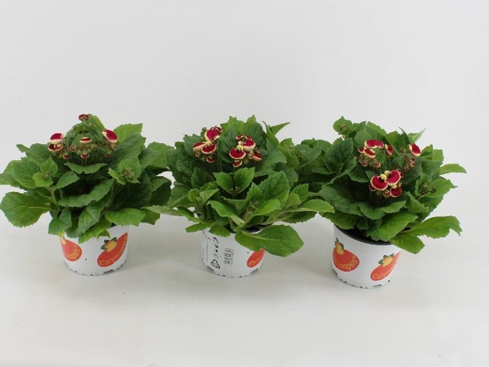 <h4>Calceolaria Calynopsis 2-kleurig Nieuw! Pink-Bicolour, beperkt leverbaar</h4>