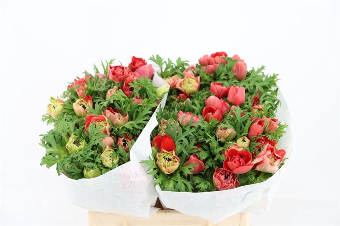 <h4>Anem Levante Red</h4>