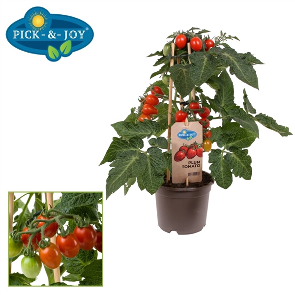 <h4>PICK-&-JOY® Plum Tomato Red</h4>