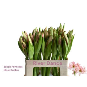 AMARYLLIS BOEKET + ECALYPTUS HIPP O