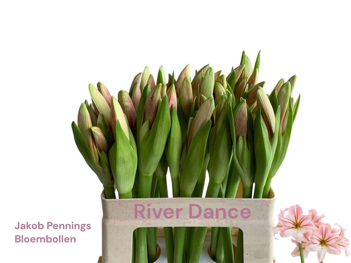 <h4>AMARYLLIS BOEKET + ECALYPTUS HIPP O</h4>